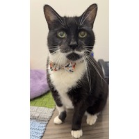 adopt-pet