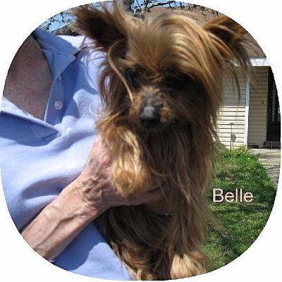 Norfolk, VA - Yorkie, Yorkshire Terrier. Meet Belle a Pet for Adoption ...