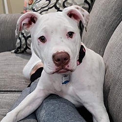 Photo of Rosie 