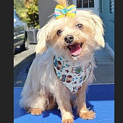 Yorkie911 rescue hot sale