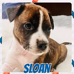 Thumbnail photo of Sloan #2