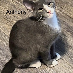 Thumbnail photo of Anthony #1