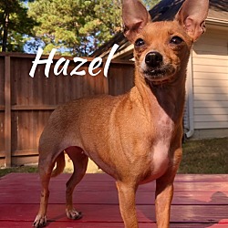 Thumbnail photo of Hazel #2