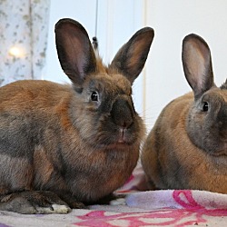 bonded pet photo