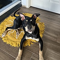adopt a pet