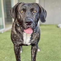 adopt a pet