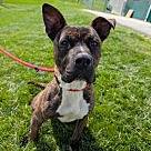 Adopt A Pet :: Canoe - Lancaster, OH