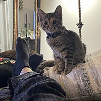 adopt a pet