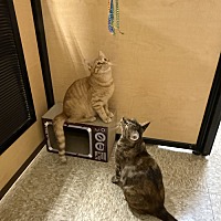 adopt-pet