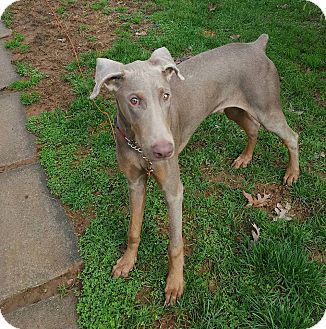 New Oxford Pa Doberman Pinscher Meet Preston A Pet For Adoption Doberman Pinscher Meet Preston A Pet