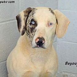 Thumbnail photo of Bayou #2
