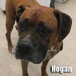 Thumbnail photo of Hogan #1