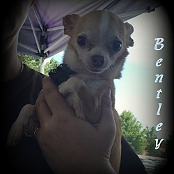 Thumbnail photo of Bentley #1