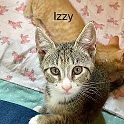 Thumbnail photo of Izzy (Iz) #3