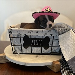 Photo of Teeter
