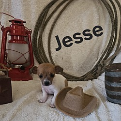 Thumbnail photo of Jesse #3