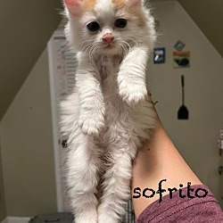 Photo of Sofrito