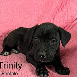Photo of Trinity