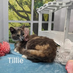 Thumbnail photo of Tillie #2