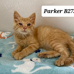 Thumbnail photo of Parker B273 #2