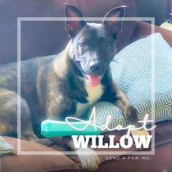 Thumbnail photo of Willow #3