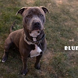 Thumbnail photo of Blue #1