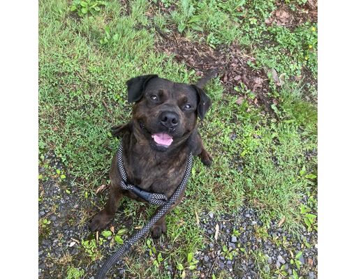 Fairfax Station, VA - Rottweiler/Mixed Breed (Medium). Meet Little ...