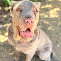 adopt a pet