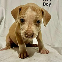 adopt a pet
