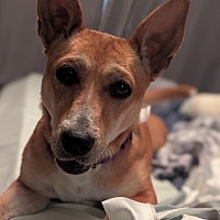 adopt a pet