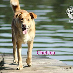 Thumbnail photo of Chelsea - Adopted January 2017 #1