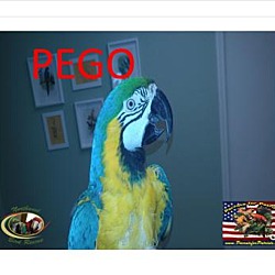 Thumbnail photo of Pego’ The Blue & Gold Macaw #1
