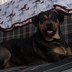 Photo of Nova