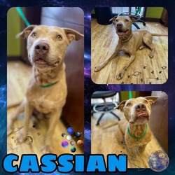 Photo of CASSIAN