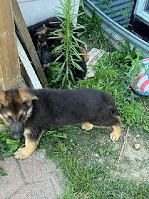 Livonia, MI - German Shepherd Dog. Meet D113 Litter Marty a Pet for ...