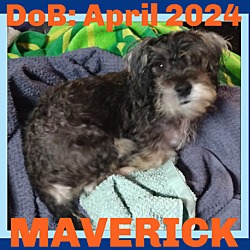 Thumbnail photo of MAVERICK - Adoption Pending #2