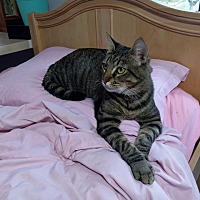 adopt a pet