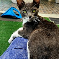 adopt a pet