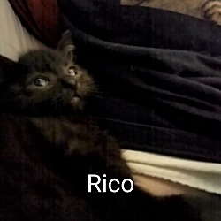 Thumbnail photo of Rico great with dogs & cats #3