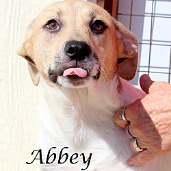 Thumbnail photo of Abbey ~ meet me! #2