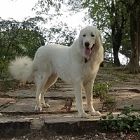 bluebonnet yorkshire terrier rescue