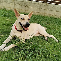 Photo of Aggie (Taiwan FMD mixed)