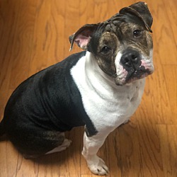 Thumbnail photo of Murphy Meatball #4
