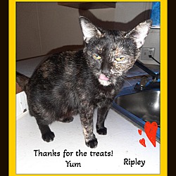 Thumbnail photo of Ripley - Snuggler, Lap Kitty #2