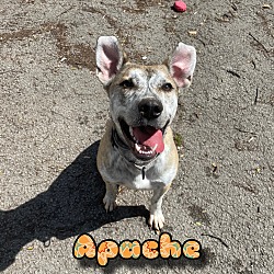 Photo of Apache