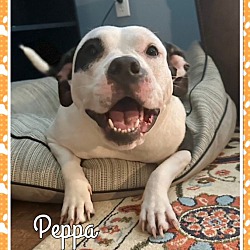 Photo of PEPPA(see video)- Guest