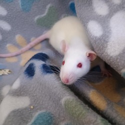 Photo of Rat Boy Slim
