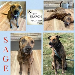 Thumbnail photo of Sage #2