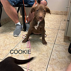 Thumbnail photo of COOKIE #2