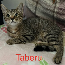 Thumbnail photo of Taberu #1